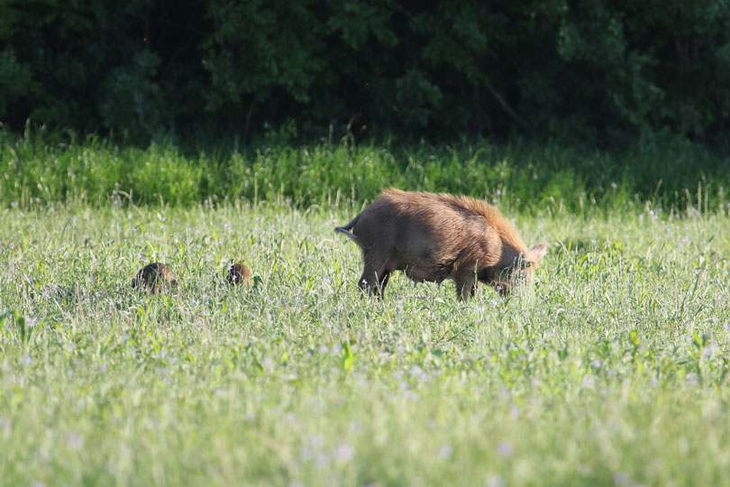 The Piggy Bank Project - Alabama Cooperative Extension System