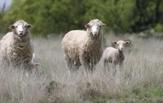 Texas will have the largest wool testing facility in the nation. It will be located near San Angelo and is expected to be operational by 2022.