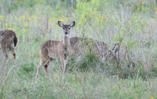Land that is currently appraised as agricultural or timber land might be able to be converted to wildlife management valuation under Texas law.