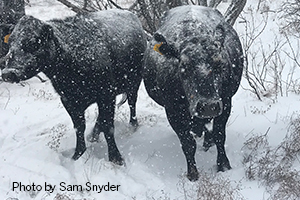farmers and ranchers are transitioning from a period of survival during the winter blast to a phase of recovery and repair.