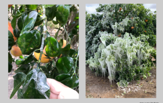 While it’s too soon to tell the extent of the damage, the Rio Grande Valley citrus industry will not escape the cold weather unscathed.