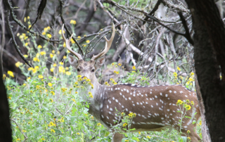 A new project to understand the free-ranging Axis deer population and its impact in the Texas Hill Country is underway.