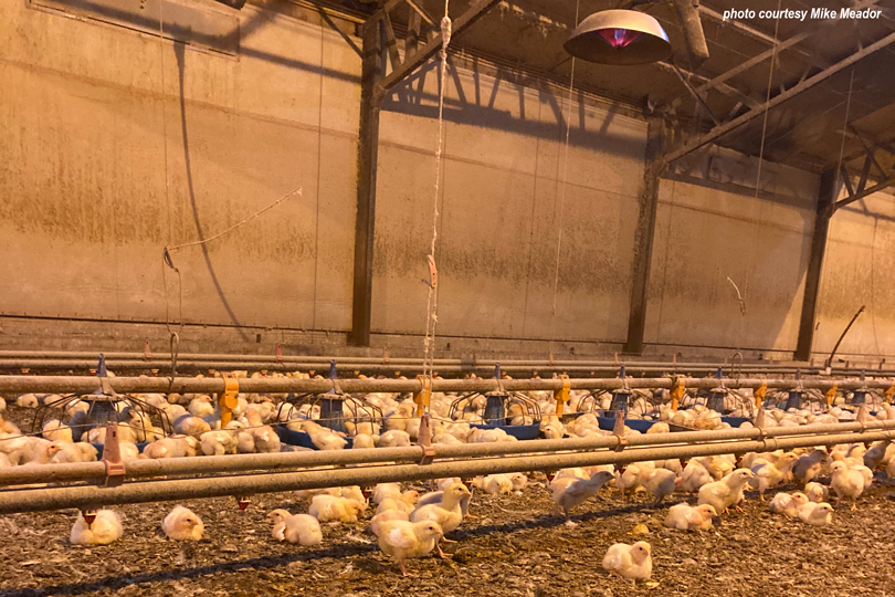 Contract poultry growers across East Texas may raise their livestock inside shelters, but that doesn’t mean they’re entirely out of harm’s way.