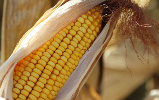 The Consider Corn Challenge III open-innovation contest aims to find new uses of field corn as a feedstock for sustainable products.