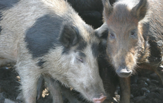 Two agency public hearings will be held in February to address budget riders in the appropriations bill regarding feral hog control.