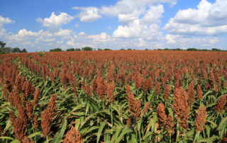 Prospects for grain sorghum acreage are more favorable in 2021 than in recent years, according to Texas A&M AgriLife Extension Service.