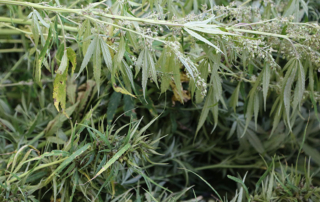 A national survey shows nearly 80 percent of people in the hemp industry support the development of a hemp checkoff program.