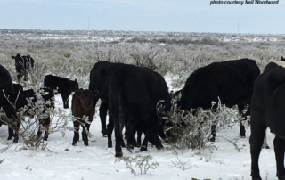 Far West Texas rancher Neil Woodward is experiencing difficulties feeding and watering his livestock during prolonged winter weather.