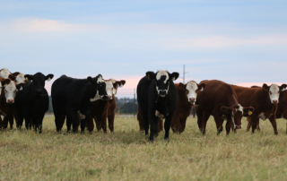 Central Texas veterinarian Jared Ranly shares some advice on selecting the best replacement heifers to maximize profitability.