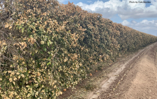 Rio Grande Valley farmers are facing major damage and millions of dollars in losses after severe winter storms ravaged Texas last week.