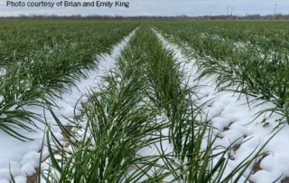 Winter Storm Resources for Texas Farmers and Ranchers