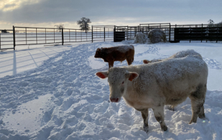 USDA resources are available for rural communities, farmers and ranchers, families and small businesses affected by the recent winter storm.