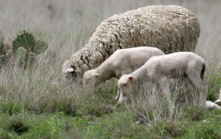 USDA’s Agricultural Marketing Service (AMS) is requesting nominations for the 2022 American Lamb Board (ALB) by April 11.