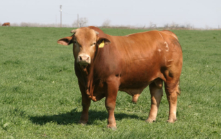 Bull breeding soundness may be impacted after frostbite and Winter Storm Uri. Ranchers should consider a breeding soundness exam prior to breeding season.