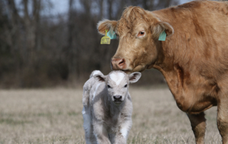 Dr. Ron Gill, livestock specialist and associate department head for Texas A&M AgriLife Extension Service, discusses calving tips.