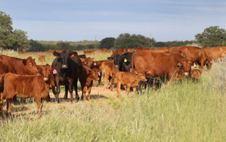 The latest USDA cattle inventory report shows the national herd is down, but beef and dairy herds in Texas are slightly larger than 2020 numbers.