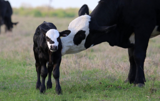Research underway at Texas A&M aims to establish a link between reproductive tract microbiomes and successful pregnancies in cattle.