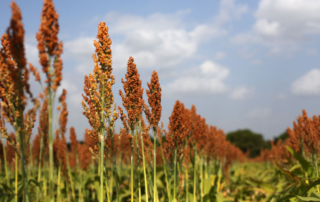 U.S.-grown grain sorghum continue to see strong export sales and higher sorghum prices primarily driven by Chinese purchases.