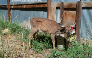 State wildlife and animal health officials are working to protect Texas deer while also trying to determine how an 8.5-year-old free-ranging mule deer near Lubbock contracted Chronic Wasting Disease (CWD).