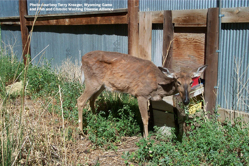 Chronic Wasting Disease Found In Lubbock area Deer Texas Farm Bureau