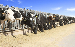 Texas recently moved up in terms of dairy production to the fourth-largest milk-producing state in the nation.