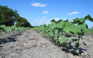 Farmers who wish to apply dicamba to dicamba-tolerant soybean and cotton crops this year must observe increased spray drift buffer requirements.