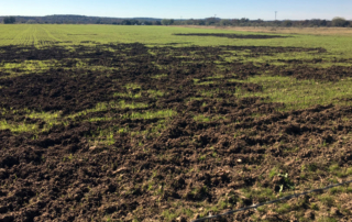 Wheat field destroyed from feral hogs rooting