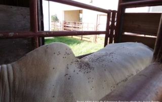 Feed-through fly control products help keep pesky flies from taking a bite out of cattle ranchers’ profits.
