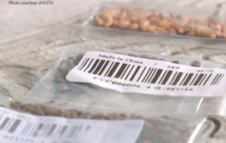 USDA determined unsolicited packets of mystery seeds that began showing up in U.S. residents’ mailboxes last year are mostly harmless.