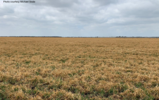 The recent winter weather’s impacts aren’t over yet. Farmers and ranchers across the state are still tallying their losses, including Central Texas farmers who had oats or wheat in the field.