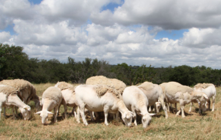The Texas sheep and goat prices remain strong despite COVID-19 sending shock waves across the agricultural economy.
