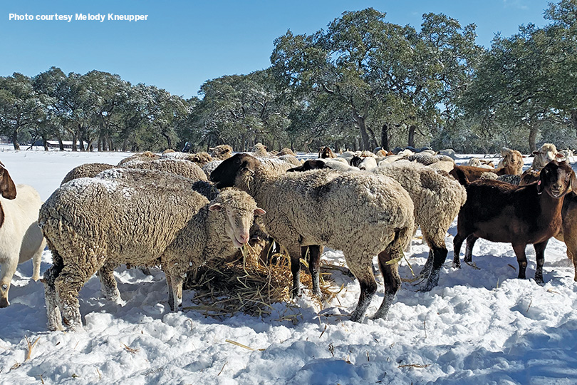 sheep eating hay in snow during Winter Storm Uri