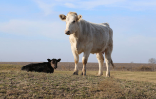 Texas farmers and ranchers are seeing a dry start to spring in pastures and rangeland across Texas, but it could be worse. `