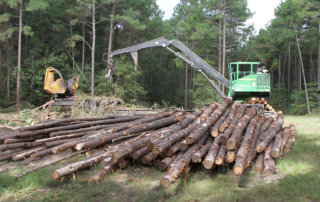 Increased demand for lumber sent prices skyrocketing to 134 percent over the previous year. At the same time, timber prices fell drastically.