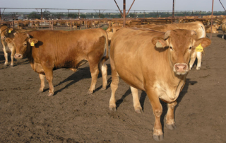 A comprehensive nationwide feedlot study is underway to get a snapshot of current feedlot cattle health management practices.