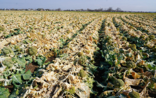 Texas agriculture suffered devastating losses from Winter Storm Uri in mid-February, and farmers and ranchers need assistance to rebuild and recover, TFB President Russell Boening told a House committee this week.