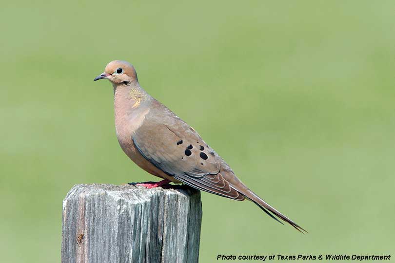 Arizona Dove Season 2024 Theda Darleen