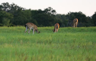 Enrollment in the Texas Parks and Wildlife’s Managed Lands Deer Program (MLDP) is now open for the 2021-22 hunting season.
