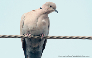 The Texas Banded Bird Challenge is a research project aimed at collecting data on the invasive Eurasian collared-dove.