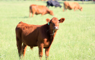The U.S. beef industry does not contribute a significant amount of greenhouse gas emissions, according to EPA.