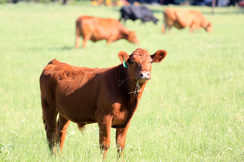 . beef cattle production is sustainable - Texas Farm Bureau