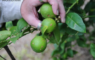 USDA and TDA are inspecting citrus trees in residential yards in Cameron, Hidalgo, Webb, Willacy and Zapata counties for invasive pests and diseases.