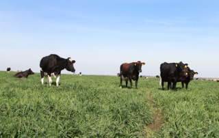 U.S. dairy groups partnered with Syngenta and the Nature Conservancy to create a sustainability framework for dairy farms of all sizes.