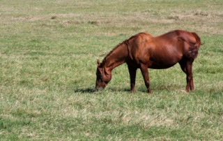 A Parker County horse was recently confirmed by TAHC to have equine herpes myeloencephalopathy, a serious neurologic disease.