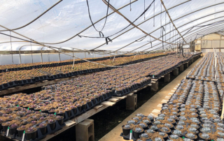 Greenhouse and nursery growers across the state, but especially in East Texas, are facing extreme damages in the following Winter Storm Uri.