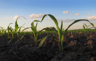 Stagnant public funding for agricultural research threatens the future vitality of U.S. food systems—posing risks to farmers and consumers.