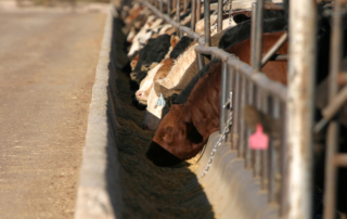 USDA will host a series of three live educational webinars about the agency’s livestock mandatory reporting program in June.