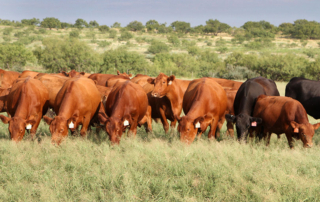 Nominations are being sought for Texas cattle producers to serve on the Cattlemen’s Beef Promotion and Research Board (CBB). Applications should be submitted by May 28.