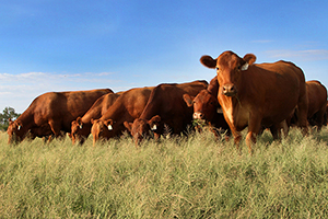 May is National Beef Month. From meat to medicine, jobs and so much more—cattle are a major contributor in Texas, and a part of our heritage.