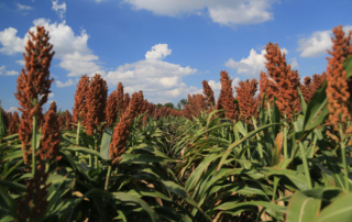 U.S. sorghum farmers may bring in a $2.6 billion crop this fall—the most valuable ever, according to the latest USDA World Agricultural Supply and Demand Estimates report.